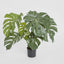 Pack of 2 x Monstera Split Philo Potted 63cm