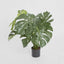Pack of 2 x Monstera Split Philo Potted 63cm