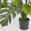 Pack of 2 x Monstera Split Philo Potted 63cm