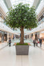 Oak Tree 3.1m