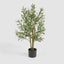 Potted Olive Tree 90cm