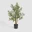 Potted Olive Tree 90cm