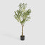 Potted Olive Tree 120cm