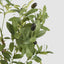 Potted Olive Tree 120cm