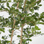 Oriental Olive Tree w 2464 Lvs