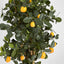 Artificial Golden Orange Tree 91cm 1026Lvs - House of Isabella AU