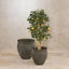 Artificial Golden Orange Tree 91cm 1026Lvs - House of Isabella AU