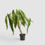 Potted Philodendron Spiritus Sancti Plant 104cm
