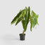 Potted Philodendron Spiritus Sancti Plant 104cm