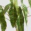 Potted Philodendron Spiritus Sancti Plant 104cm