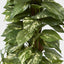 Artificial Pothos Vines on Coconut Pole 1.5m 300Lvs - House of Isabella AU
