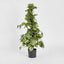 Artificial Pothos Vines on Coconut Pole 90cm 200Lvs - House of Isabella AU