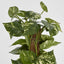 Artificial Pothos Vines on Coconut Pole 90cm 200Lvs - House of Isabella AU
