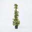 Artificial Pothos in Pot 1.2m