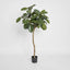 Rubber Plant Tree 1.2m