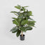 Pack of 2 x Rubber Plant Tree 96cm