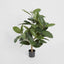 Pack of 2 x Rubber Plant Tree 96cm