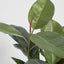 Pack of 2 x Rubber Plant Tree 96cm
