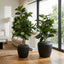 Pack of 2 x Rubber Plant Tree 96cm