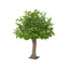 Giant Sugar Maple Tree 3.1m 2507 Lvs