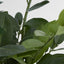 Pack of 2 x Smargago Potted Plant 66cm