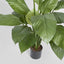 Artificial 100cm Spathiphyllum Potted 24 - House of Isabella AU