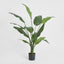 Travellers Palm 1.2m