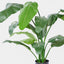 Travellers Palm 1.2m