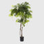 Artificial Wisteria Tree 1.9m - White - House of Isabella AU