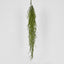 Hanging Grass Vine