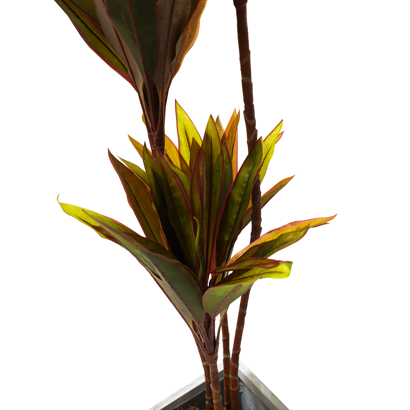 Faux Cordyline fruticosa Tree