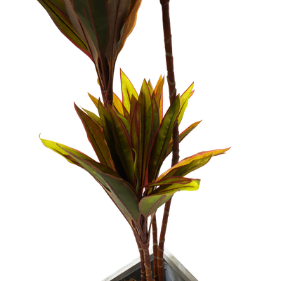 Faux Cordyline fruticosa Tree