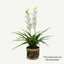 100cm Faux Artificial Home Decor Potted Cymbidium-Red/White - Red