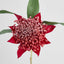 Waratah Stem 50cm Red