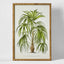 Palm Botanical Wall Art B