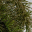 Sula Glitter Pine Hanging Spray