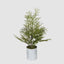 Potted Pine Tree in Tin Small