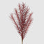 Flee Pampas Stem Plum