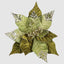 Diva Clip on Flower Green