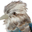 Kookaburra Medium