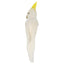 Bert the Cockatoo