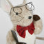 Stoody Mouse