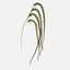 Amaranthus Stem Olive Green