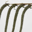 Amaranthus Stem Olive Green