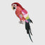 Majestic Stardust Parrot Large