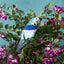 Azure Yellow Belly Parrot Small