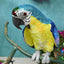 Azure Yellow Belly Parrot Large