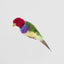 Red Headed Finch