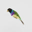 Black Headed Finch
