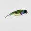 Black Headed Finch